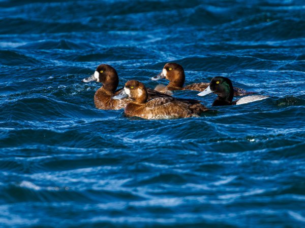 Greater Scaup
