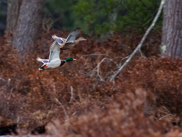 Mallard