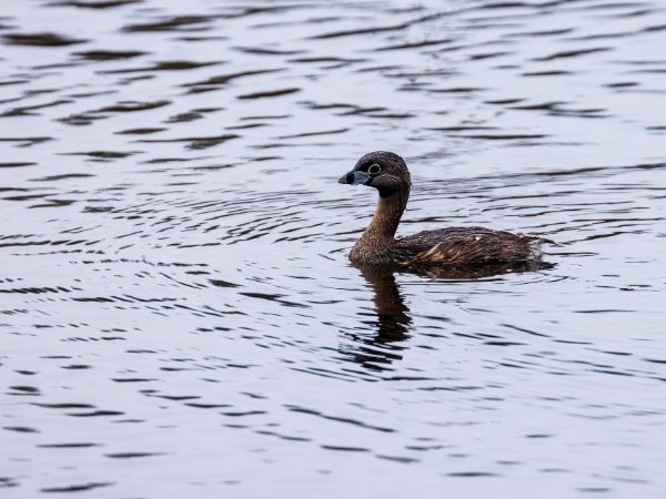 Pied-billed Grebe