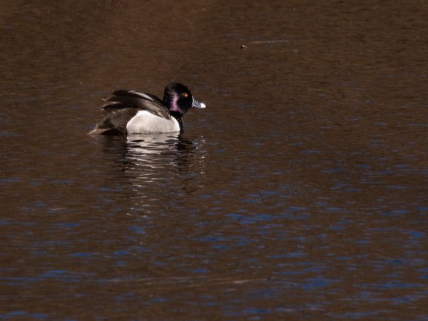 Ring-Necked Duck