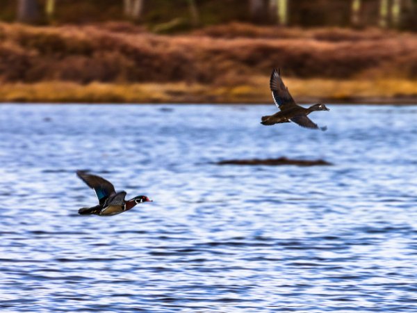 Wood Duck