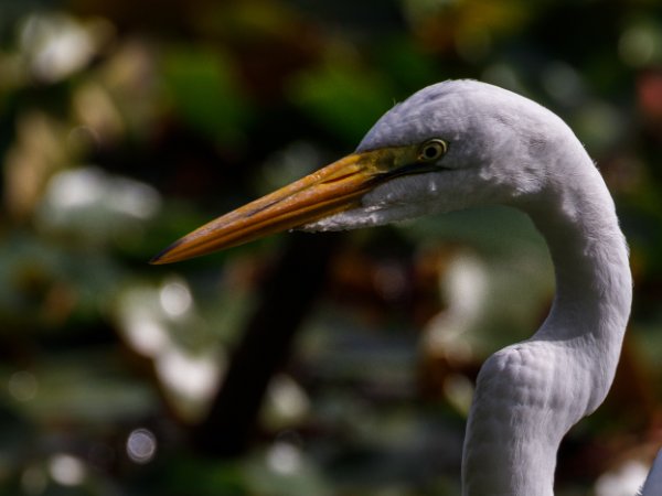 Great Egret