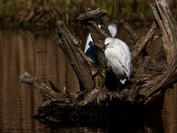 Snowy Egret