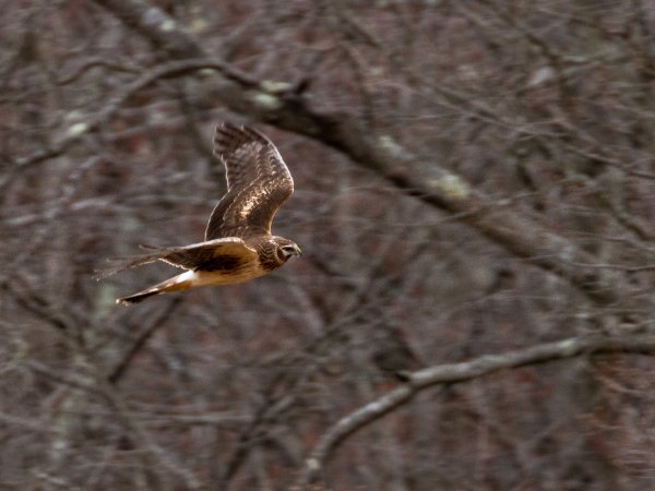 Northern Harrier