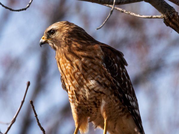Red Shouldered Hawk