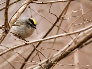 Golden-Crowned