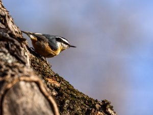 Red-breasted Nuthatch