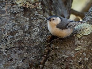 White-Breasted Nuthatch