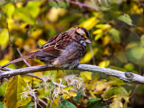 White-Throated