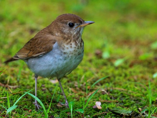 Veery