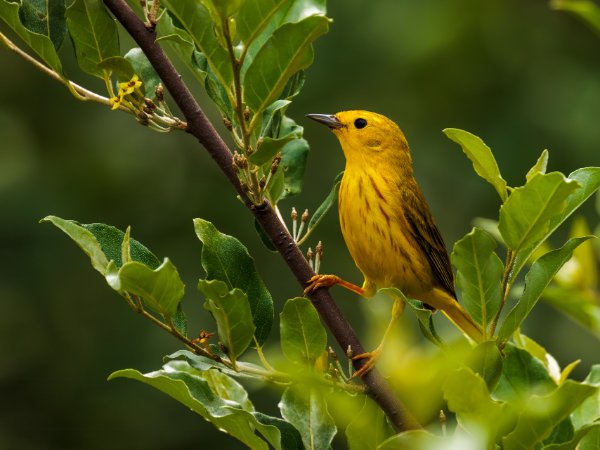 Amaerican Yellow Warbler