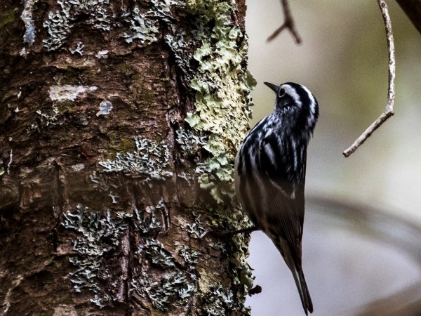 Black and White Warbler