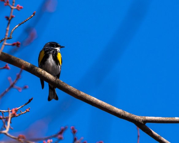 20190416-6