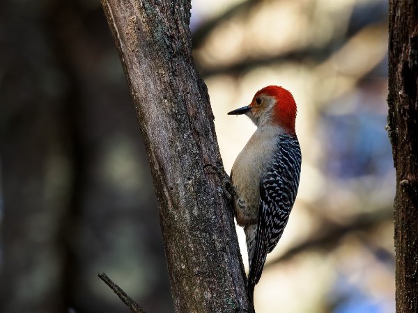 Red-belied Woodpecker