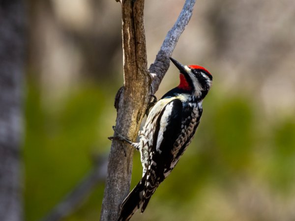 Yellow-Bellied Sapsucker