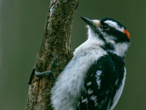 Downy Woodpecker