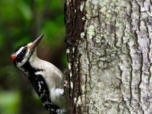 Hairy Woodpecker