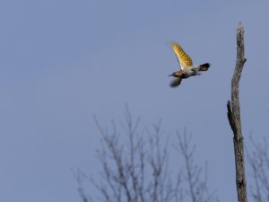 Northern Flicker