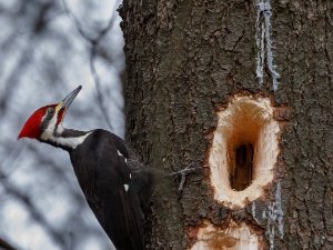 Pileated Woodpecker