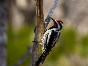 Yellow-Bellied Sapsucker