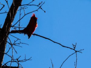 Cardinals