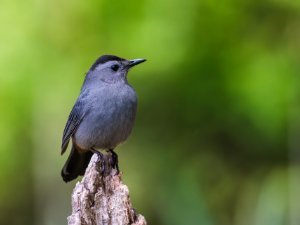 Catbird