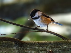 Chickadee