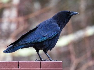 Common Raven