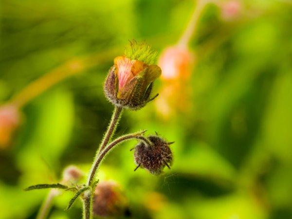Water Avens