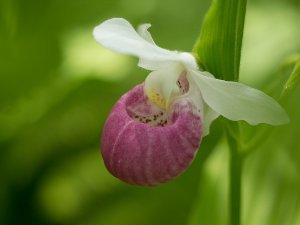 Lady Slipper