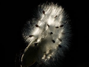 Milkweed