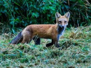 Red Fox