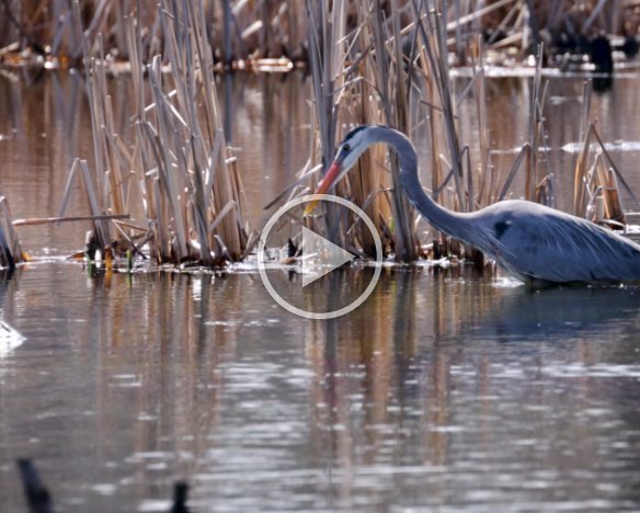 Blue Heron Fishing