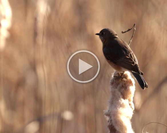 BlueBird_BikeTrail