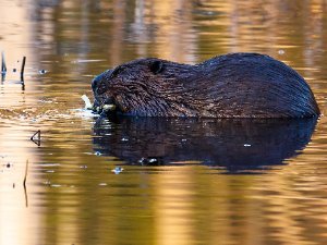 Beaver