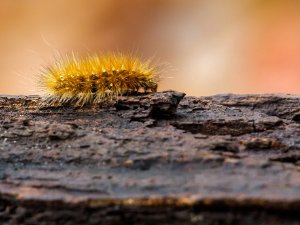 Caterpillar