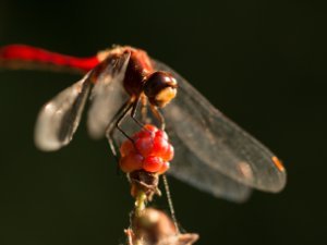 Dragonflies