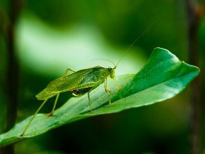 Grasshopper